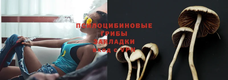 хочу   Владивосток  Псилоцибиновые грибы Psilocybe 